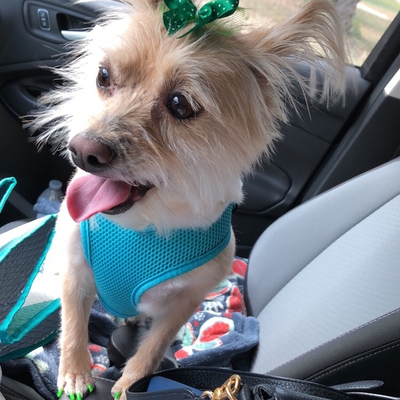 🐾💖🐶Meet Trixie!!🐶💖🐾 - Picture 2 of 4